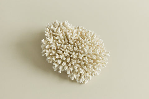 Vintage White Coral Branch Specimen / Sculpture