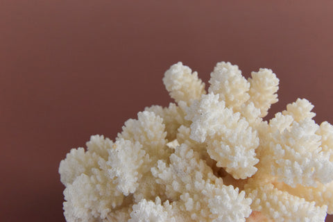 Vintage White Coral Branch Specimen / Sculpture