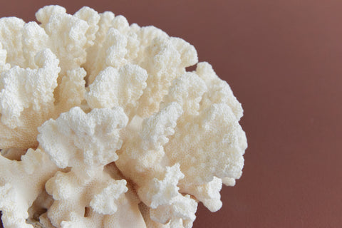 Vintage White Coral Branch Specimen / Sculpture