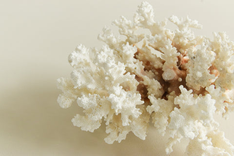 Vintage White Coral Branch Specimen / Sculpture