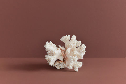 Vintage White Coral Branch Specimen / Sculpture