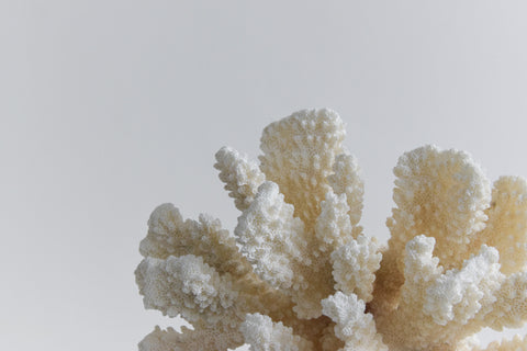 Vintage White Coral Branch Specimen / Sculpture
