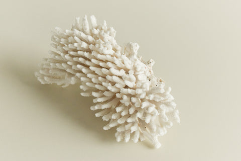 Vintage White Coral Branch Specimen / Sculpture