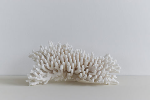 Vintage White Coral Branch Specimen / Sculpture