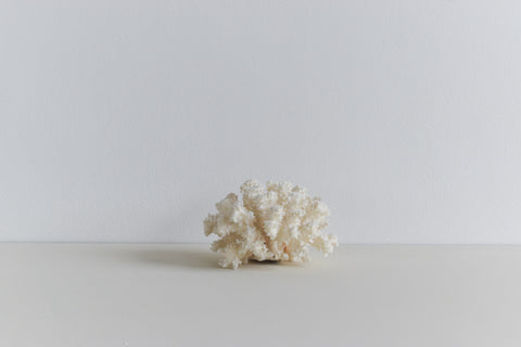 Vintage White Coral Branch Specimen / Sculpture