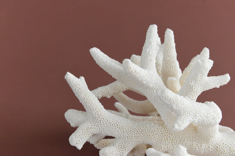 Vintage White Coral Branch Specimen / Sculpture