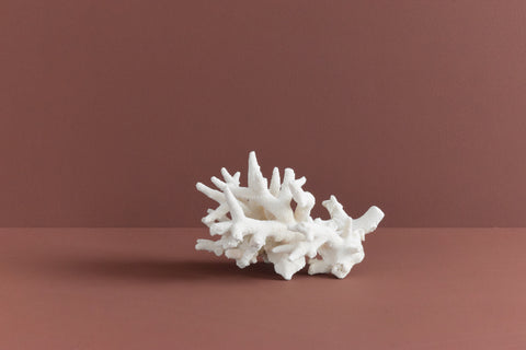 Vintage White Coral Branch Specimen / Sculpture