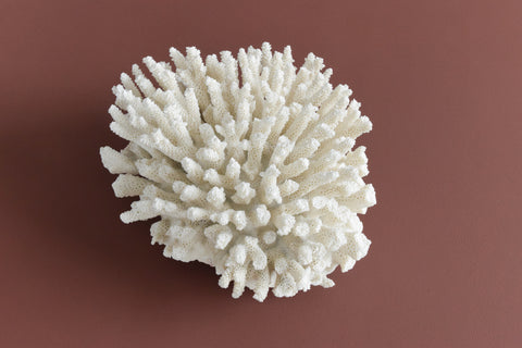 Vintage White Coral Branch Specimen / Sculpture