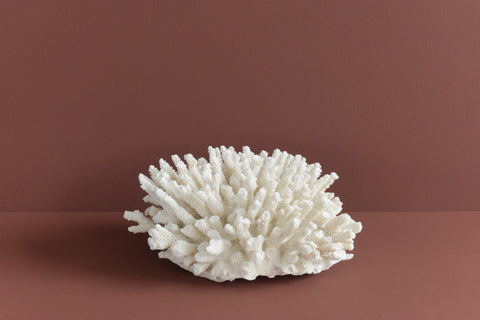 Vintage White Coral Branch Specimen / Sculpture