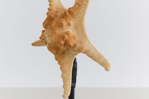 Mounted Large Taxidermy Knobbly Starfish