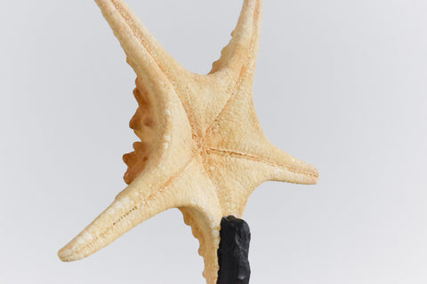 Mounted Large Taxidermy Knobbly Starfish