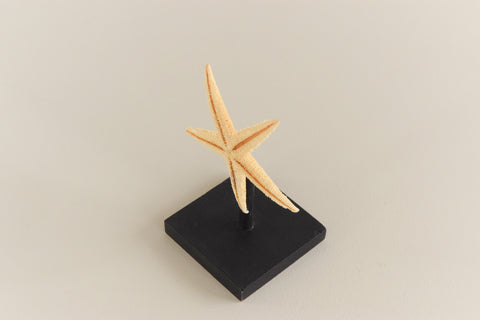 Mounted Small Taxidermy Sand Sifting Starfish