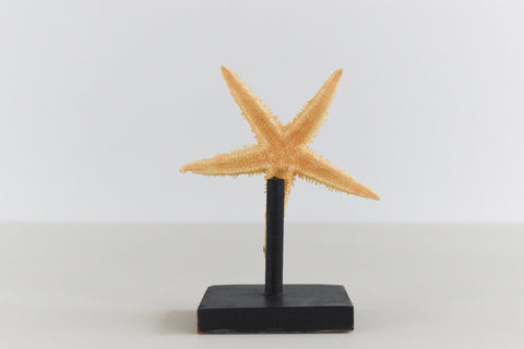 Mounted Small Taxidermy Sand Sifting Starfish