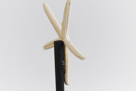 Mounted Small Taxidermy White Finger Starfish
