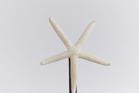 Mounted Large Taxidermy White Finger Starfish
