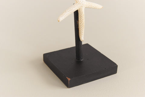 Mounted Small Taxidermy White Finger Starfish