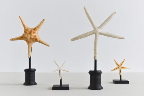 Collection of Mounted Taxidermy Starfish