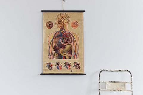 Vintage Small St. John's Ambulance Anatomical Poster