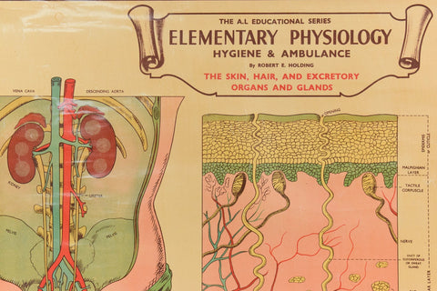 Vintage Small Anatomical Poster of The Skin and Hair