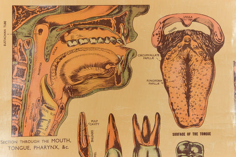 Vintage Small Anatomical Poster of the Organs