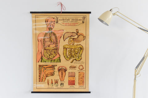 Vintage Small Anatomical Poster of the Organs